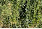 Polícia Militar Desmantelam Plantação de Drogas na Zona Rural de Abaré Ba