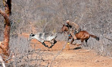 “Pega de Boi” termina com tentativa de homicídio em Jeremoabo-BA