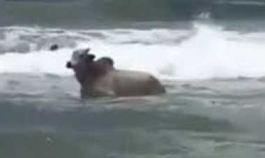 Confusão envolvendo boi em Salvador; animal fugiu de exposição, entrou no mar e morreu afogado