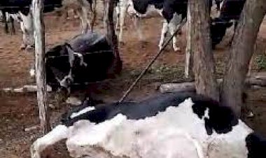 Raio cai e mata seis vacas em Nossa Senhora da Glória; prejuízo é de quase R$ 50 mil