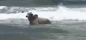 Confusão envolvendo boi em Salvador; animal fugiu de exposição, entrou no mar e morreu afogado