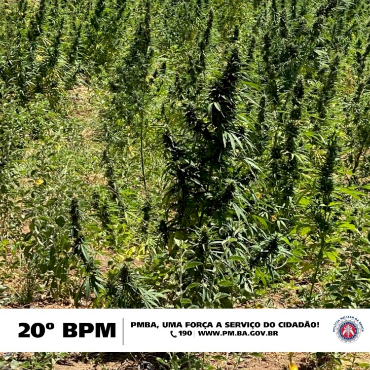 Polícia Militar Desmantelam Plantação de Drogas na Zona Rural de Abaré Ba